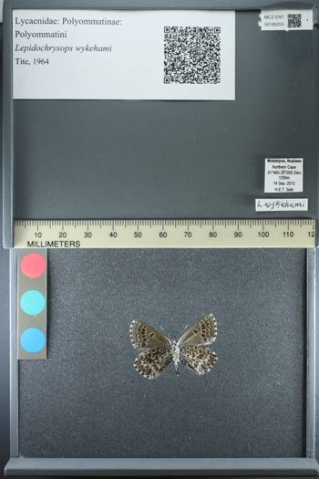 Media type: image;   Entomology 185205